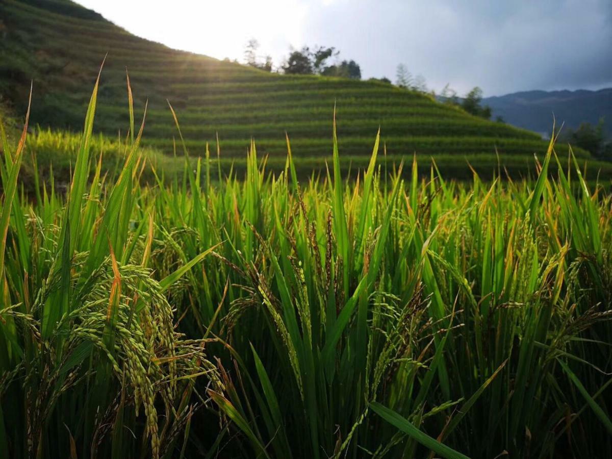 Longji Terrace La Vie Inn 룽성 외부 사진
